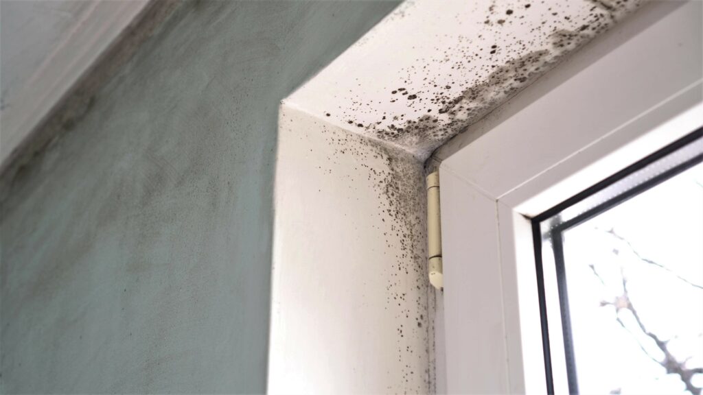 mould-inspection