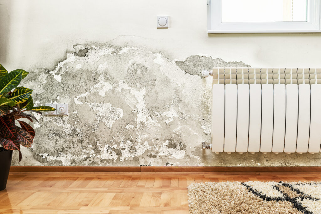 mould-decontamination